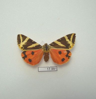 fluturele urs dungat; Euplagia quadripunctaria (Poda 1761)