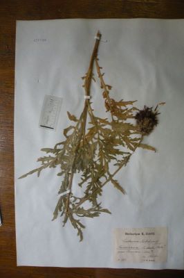vinețele de stâncă; Centaurea kotschyana Heuff.