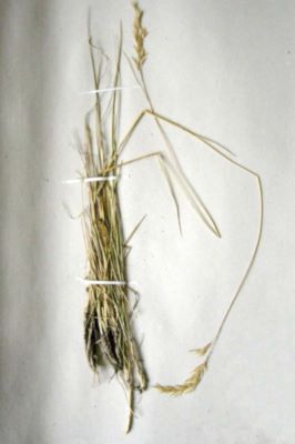 ovăscior; Helictotrichon decorum (Janka) Henrard, 1940