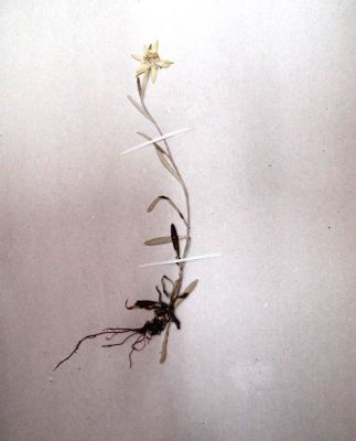 floarea de colți; Leontopodium alpinum Cass., 1821