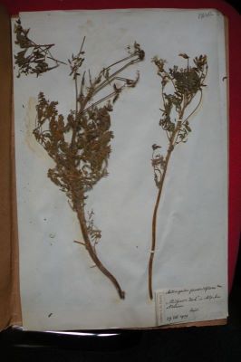 linte alpină; Astragalus penduliflorus L.