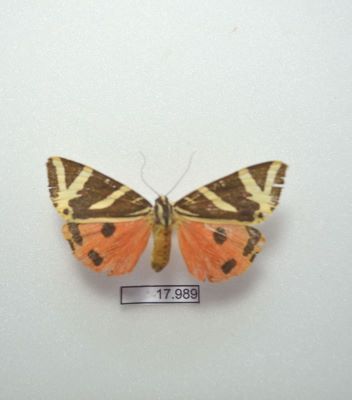 fluturele urs dungat; Euplagia quadripunctaria (Poda 1761)