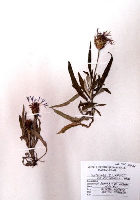 vinețele; Centaurea pinnatifida Schur, 1866