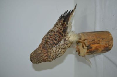 vânturel roșu; Falco tinnunculus tinnunculus Linnaeus, 1758