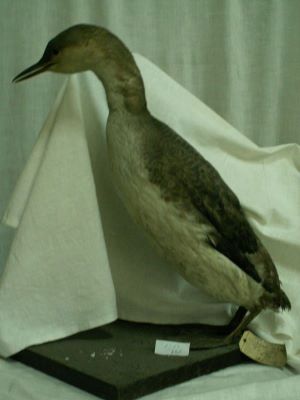 cufundar mic / Fundac cu gușă roșie; Gavia stellata (Pontoppidan, 1763)
