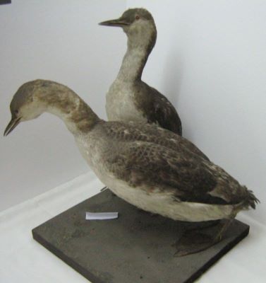 cufundar mic / Fundac cu gușă roșie; Gavia stellata (Pontoppidan, 1763)