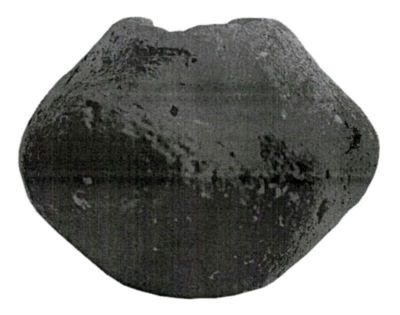 Cap de băț