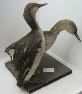 cufundar mic / Fundac cu gușă roșie; Gavia stellata (Pontoppidan, 1763)