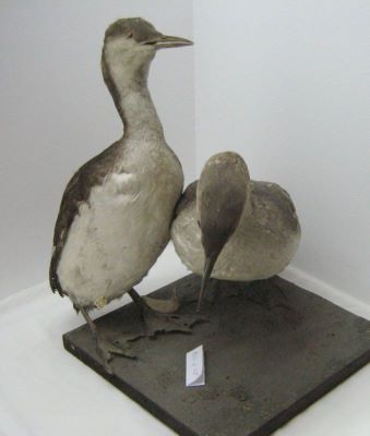 cufundar mic / Fundac cu gușă roșie; Gavia stellata (Pontoppidan, 1763)