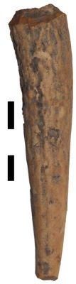 mâner de corn de cerb