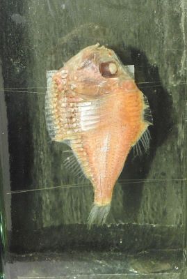 Argyropelecus gigas; Norman 1930