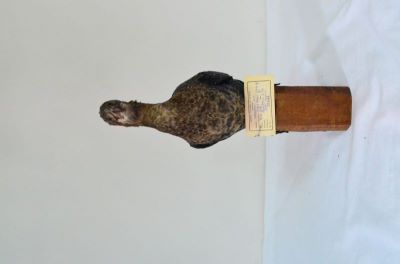 cormoran mic; Phalacrocorax pygmeus (Pallas, 1773)