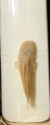 Typhlichthys subterraneus; Girard1859