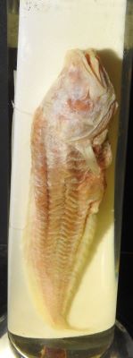 Lucifuga dentata; Poey 1858
