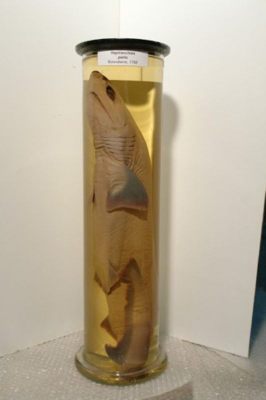 Heptranchias perlo; (Bonnaterre 1788)
