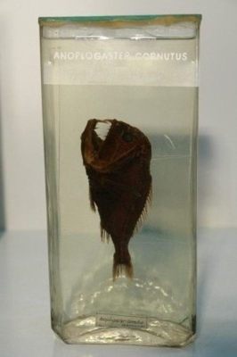 Anoplogaster cornuta; Valenciennes 1833