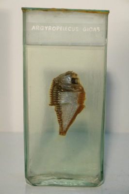 Argyropelecus gigas; Norman 1930