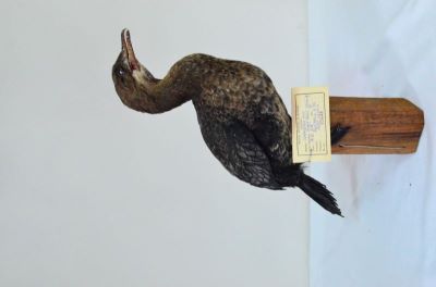 cormoran mic; Phalacrocorax pygmeus (Pallas, 1773)