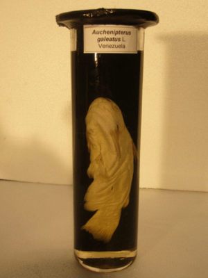 Trachelyopterus galeatus; (Linnaeus 1766)