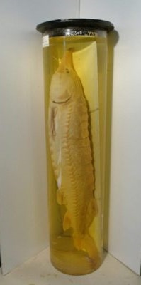 Morun; Huso huso; Linnaeus 1758