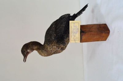 cormoran mic; Phalacrocorax pygmeus (Pallas, 1773)