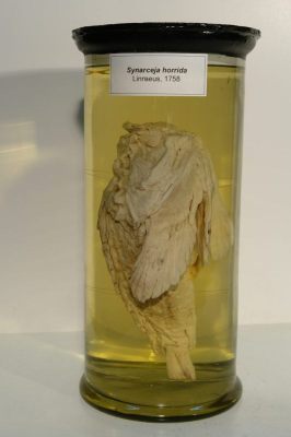 Pește piatră; Synanceia horrida; Linnaeus 1758