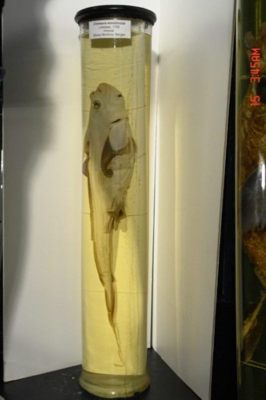 Chimaera monstrosa; Linnaeus 1758