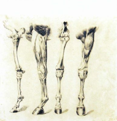 desen - Storck, Karl; Studii picioare de cal