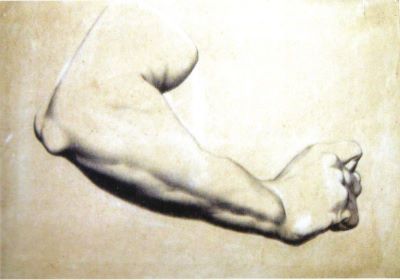 desen - Storck, Karl; Studiu de antebraț