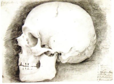 desen - Storck, Karl; Studiu de craniu