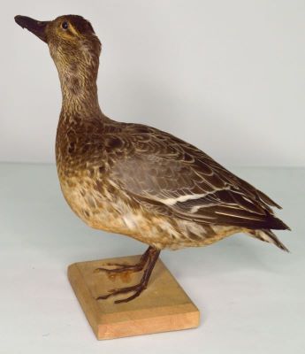rață cârâitoare; Anas querquedula  Linnaeus, 1758
