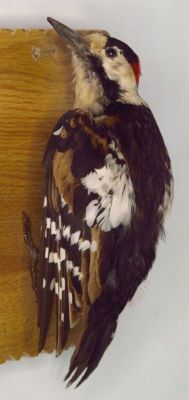 ciocanitoare de grădină; Dendrocopos syriacus (Hemprich & Ehrenberg, 1833)