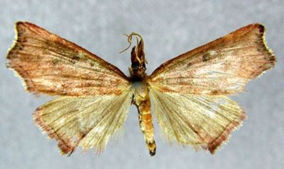 Rodaba violalis (Caradja, 1937)