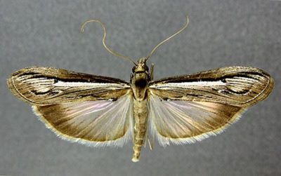 Euclasta (Proteuclasta) pauli (Popescu-Gorj & Constantinescu, 1973)