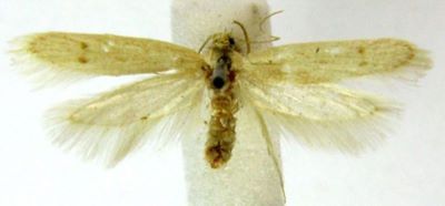 Hyposymmoca variabilis (Chrétien)