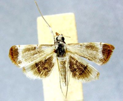 Cangetta cervinalis (Caradja, 1933)