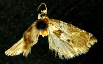 Nuntiella extenuata (Kuznetsov, 1971)