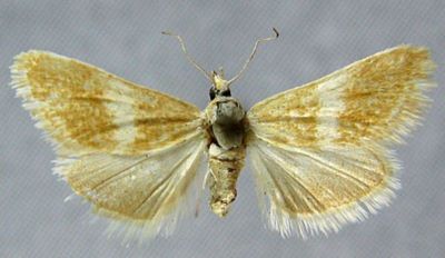 Tegostoma embale (Caradja, 1928)