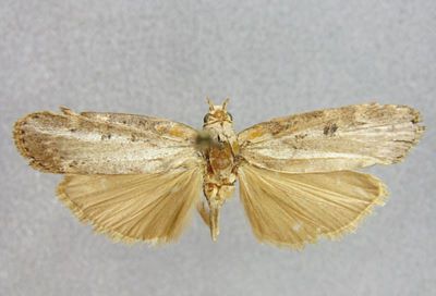 Lamoria fumidea Whalley, 1964