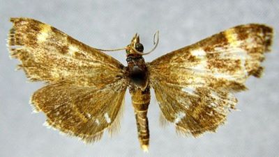 Pyrausta tapaishanensis (Caradja, 1938)