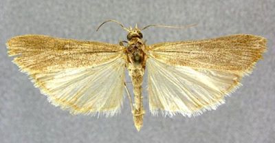 Epischnia elongatella (Caradja, 1916)