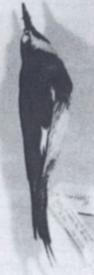 ciocănitoare; Melanerpes formicivorus formicivorus (Swainson, 1827) syn. Balanosphyra formicivorus formicivorus