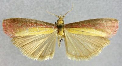 Laodamia semirubella f. nigrella (Caradja, 1916)