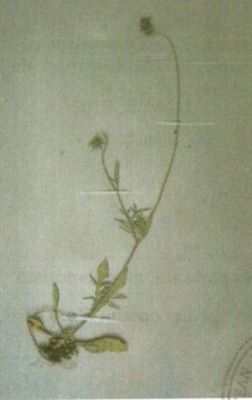 sipică; Scabiosa lucida (Vill.) ssp. barbata (Nyar.)