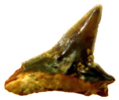 rechin; Negaprion Eurybathrodon (Blake, 1862)