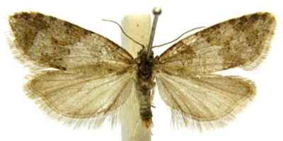 Cnephasia oricasis (Meyrick, 1932)