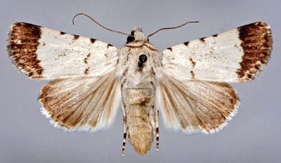 Dichagyris melanura albida (Caradja, 1931)