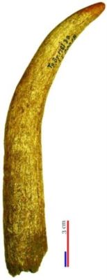 corn de cerb/deșeu/scurmator