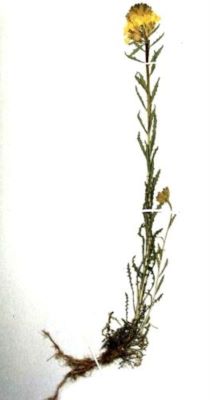 micsandre sălbatice de munte; Erysimum wittmanni ssp. Transsilvanicum (Schur, 1866)