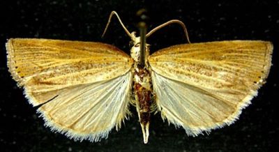 Crambus atrisquamalis f. rubra (Caradja, 1935)
